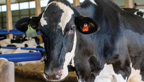 USDA implements dairy testing requirements to curb HPAI spread 
