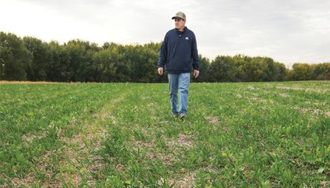 Farmers see gains from cover crops