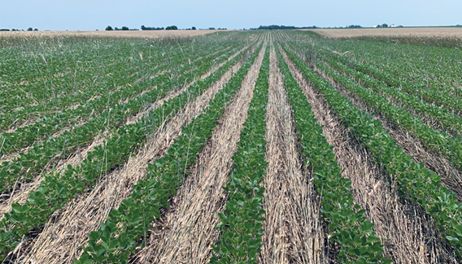 Vittetoe takes cover crops to a new level