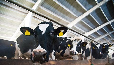 How sustainable is the dairy industry?