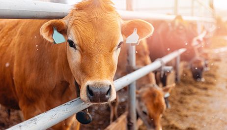 Livestock Risk Protection: Protecting your Owned Livestock Revenue Webinar