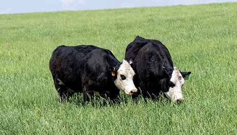 12 northwest Iowa counties authorized for emergency CRP grazing, haying 