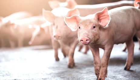 Fall 2023 U.S. Pork Industry Update and Outlook with the National Pork Producers Council Webinar