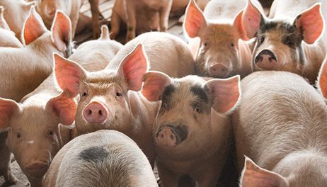 Hog farmers grapple with hard decisions 