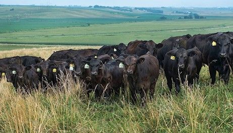 Conservation on an Iowa Cattle Farm