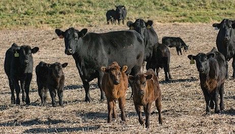 I’ve stepped foot on a dozen Iowa cattle farms, and here’s what I’ve learned
