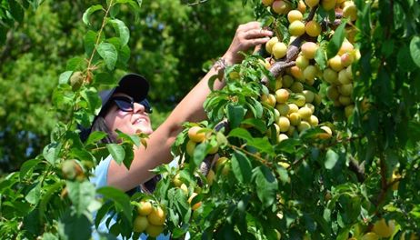 Tapping into Vermont ag 