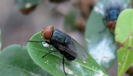 USDA to build $750 million facility in Texas to combat screwworm 