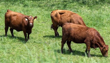 Farm Bureau warns Argentina beef imports will hurt U.S. producers 