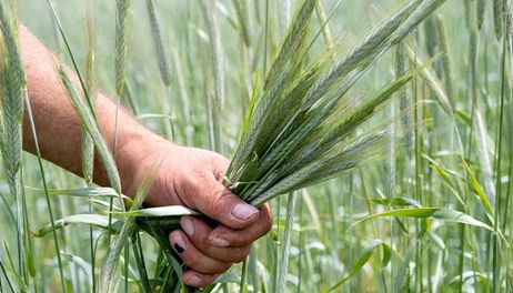 Farmers expanding cover crop, no-till acres across the state 