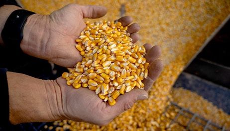 Crop prices crater on updated yield estimate 
