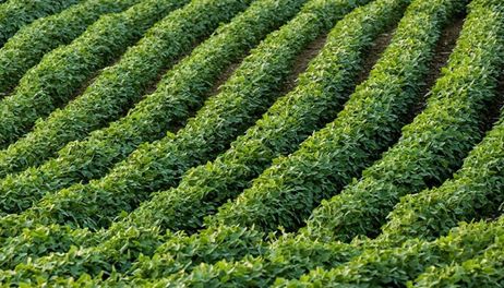 45Z rule advances, farmers seek clarity 