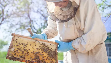 Beekeeping on the Family Farm: Startup, Economics, and Market Opportunities in Iowa (Webinar)