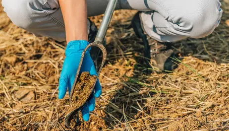 Why it Pays to Test Your Soil Nitrogen (Webinar)