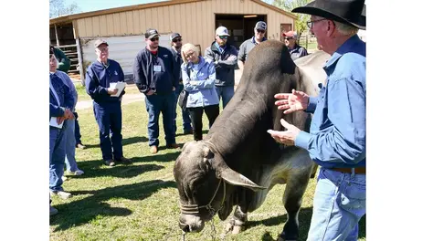 Tour examines struggles of Texas cattle industry 
