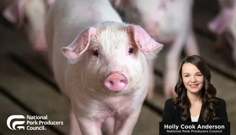 2026 Hog Market Update and Outlook (Webinar)