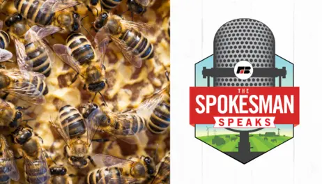 The buzz about beekeeping and honey production | The Spokesman Speaks Podcast, Episode 215