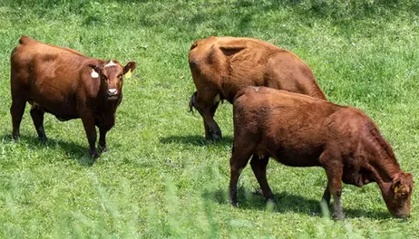 Appeals court upholds Iowa trespass law 