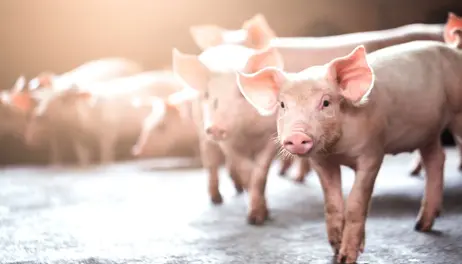 Pseudorabies found in Iowa hogs