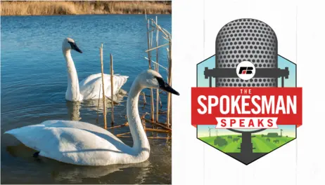 Why Iowa’s swans are thriving and how DNR monitors our water | The Spokesman Speaks Podcast, Episode 218