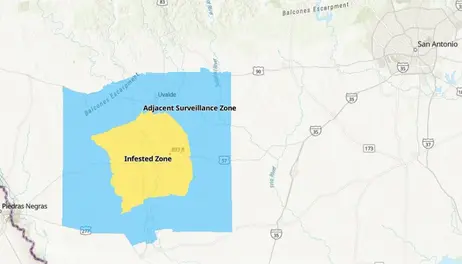 Screwworm detected in southern Texas 