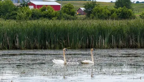 How Iowa Farmers and Wetlands Brought Back the Trumpeter Swan