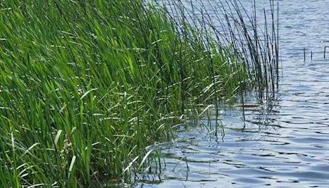 Gulf hypoxia zone second smallest in last 40 years