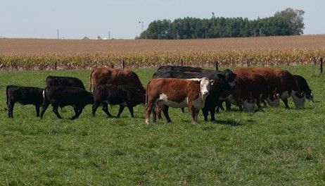 Beef import plan threatens herd rebuilding 