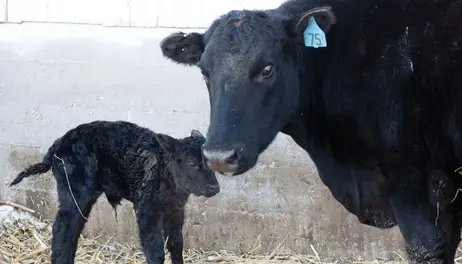 Cheap beef imports could undercut efforts to rebuild cattle herds 