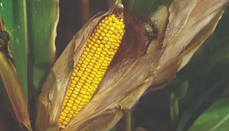 Why Iowa grows so much corn—and why this versatile crop matters 