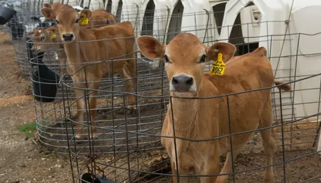 Cattle Prices May Have Peaked as Herd Rebuilding Approaches 