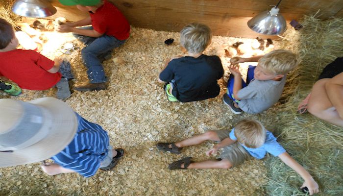 Kiddie Barnyard at the fair