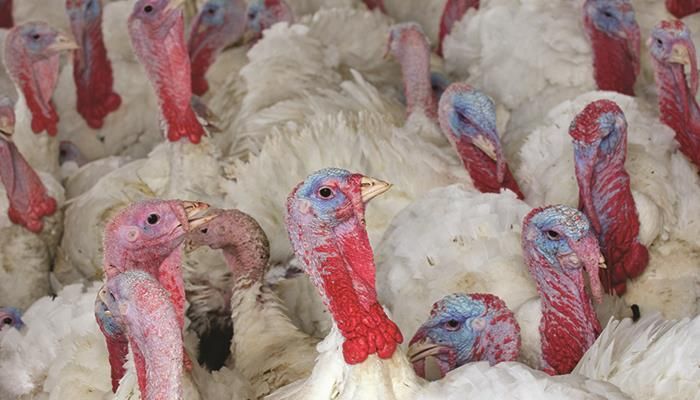 USDA prepares for re-emergence of avian flu this fall