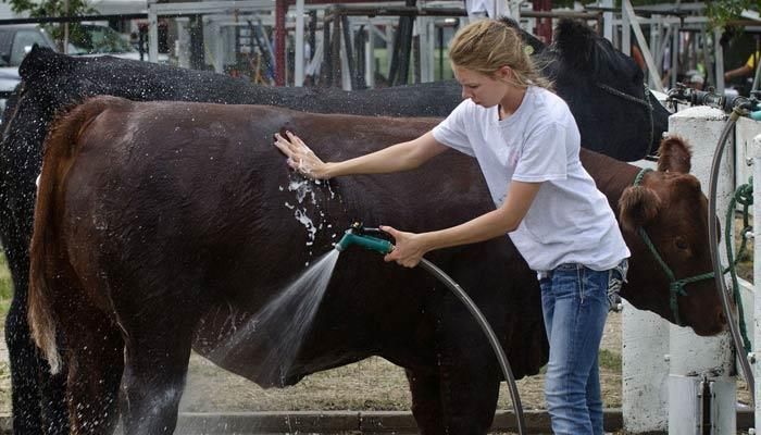 Fun at Iowa’s county fairs 