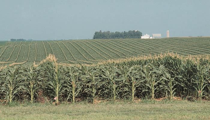 Stalk problems creeping in as harvest nears