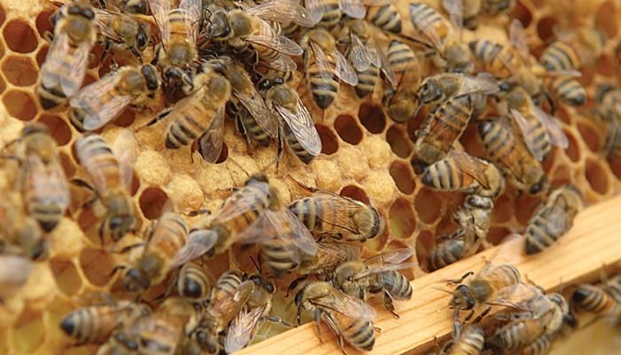 IFBF: EPA should not single out neonics in bee losses