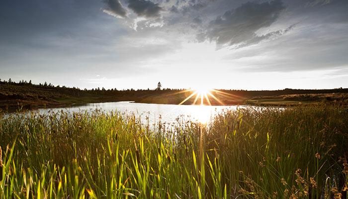 Wetlands photo