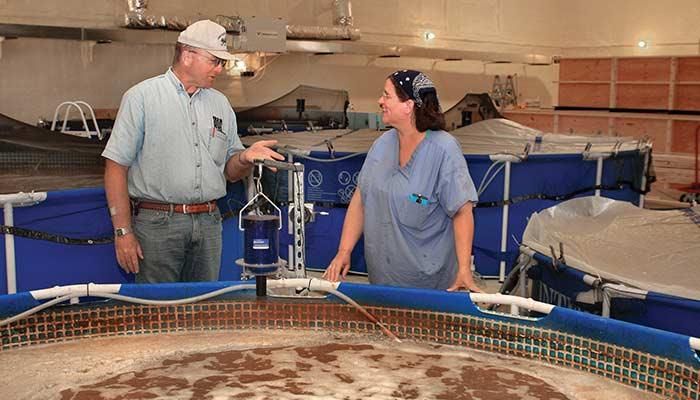 Jeff and Sherill Ryan check one of the tanks at their shrimp farm in Ridgeway, which is located in a former elementary school building.  PHOTO/ DARCY MAULSBY