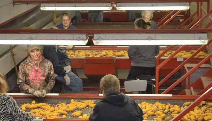 Seed corn moves through a sorting station, where employees remove any undesirable ears before the corn goes into the dryer. 