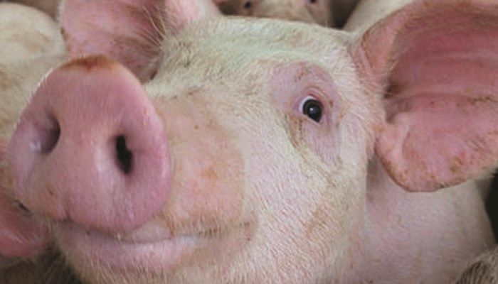 Surging supplies help drive hog prices down to 6-year low