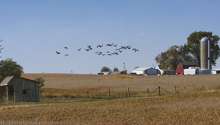 Iowa farmland values slump again in 2015 