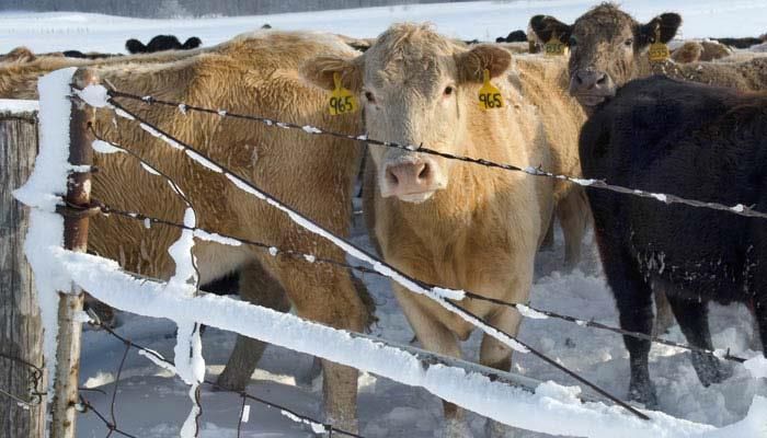 Report shows lower  number of cattle on feed