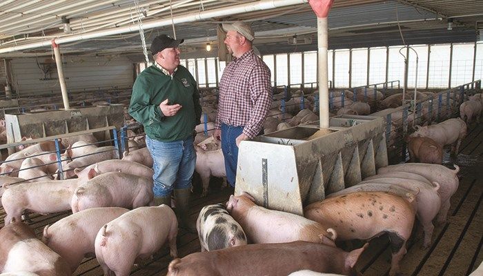 Emerging diseases pose threat to Iowa swine herds