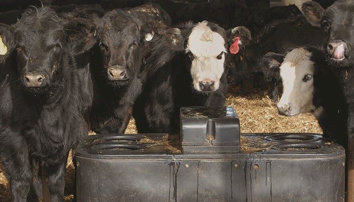 Cattlemen seek understanding of valatility in futures markets