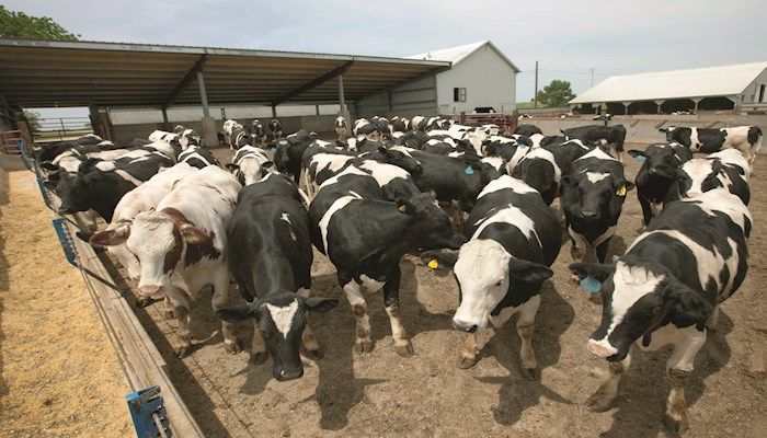 Report shows fewer cattle in feedlots