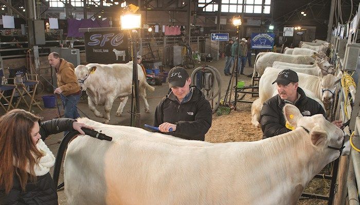 Show cattle business is a family affair at the Iowa Beef Expo