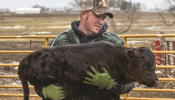 Calving season is best time of year for Iowa farmer 