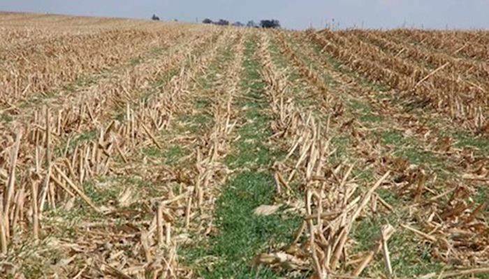 Project will help farmers plant cover crops on seed corn acres