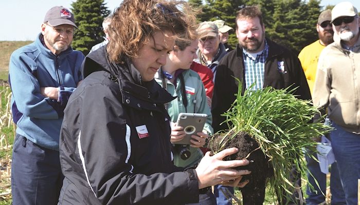 Cover crop interseeding produces lush growth