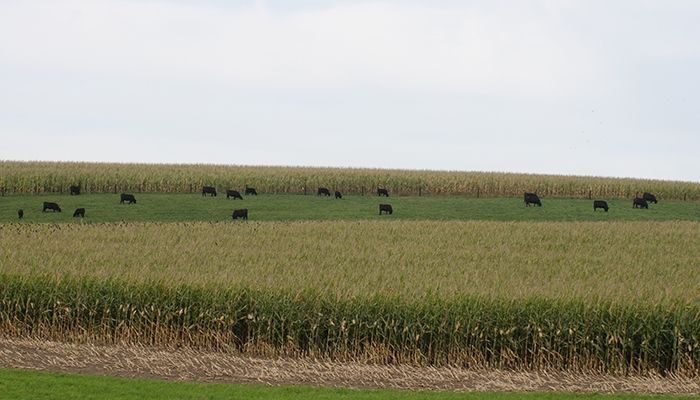 Iowa growers on alert for spread of Palmer amaranth